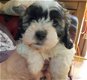 Mooie Shihpoo-puppy's - 1 - Thumbnail