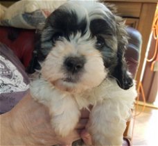 Mooie Shihpoo-puppy's