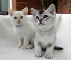 Mooie Birman Kittens