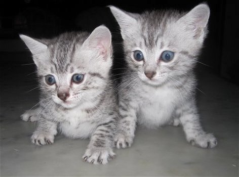 Egyptische Mau kittens - 1
