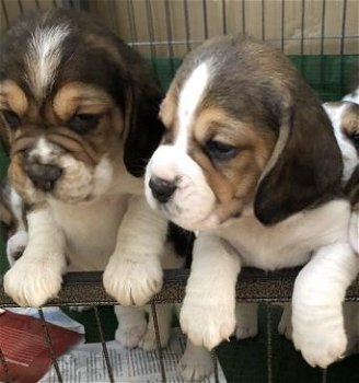 Beagle Puppies - 1