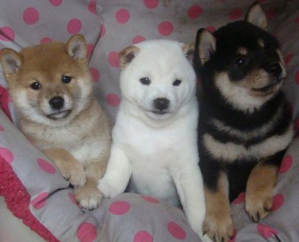 Charmante Shiba Inu Puppies - 1