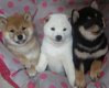 Charmante Shiba Inu Puppies - 1 - Thumbnail