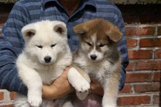 Leuke mannelijke en vrouwelijke Akita Inu Puppies - 1