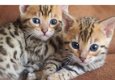 ..!!!! Super baby gezicht Bengalen Kittens.....@,,..............,,...... - 1 - Thumbnail