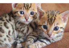 ..!!!! Super baby gezicht Bengalen Kittens.....@,,..............,,......