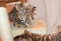 !!!! Mooie Bengaalse kittens@.,,............................... - 1 - Thumbnail