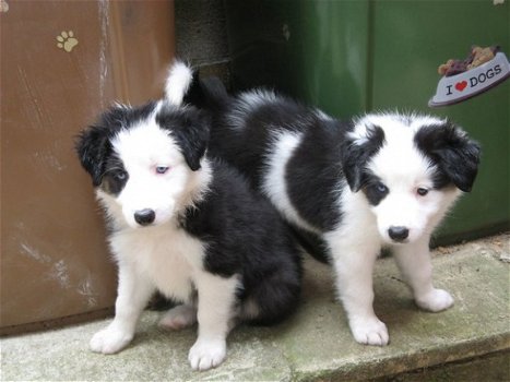 Mooie Border Collie Puppies - 1