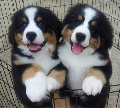 Bernese pups - 1