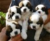 Sint-bernard-puppy's - 1 - Thumbnail