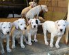 Dogo Argentino - 1 - Thumbnail