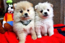 Prachtige Pommerse pups