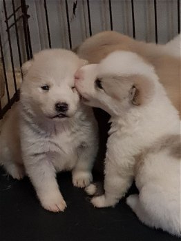 Akita Pups - 1