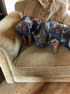 rhodesian ridgeback pups