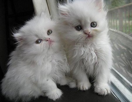 Mooie Perzische kittens - 1