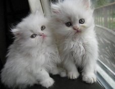 Mooie Perzische kittens