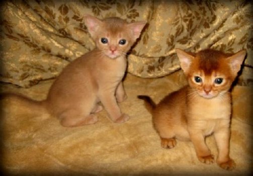 abyssinian kittens - 1