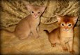 abyssinian kittens - 1 - Thumbnail