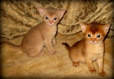 abyssinian kittens