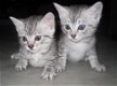 Egyptische Mau kittens - 1 - Thumbnail
