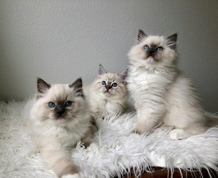 Mooie Ragdolls Kittens. - 1