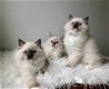 Mooie Ragdolls Kittens. - 1 - Thumbnail