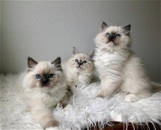 Mooie Ragdolls Kittens.