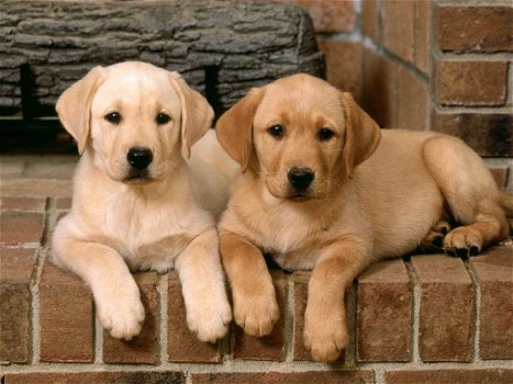 Labrador puppies nu klaar - 1