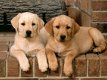 Labrador puppies nu klaar - 1 - Thumbnail