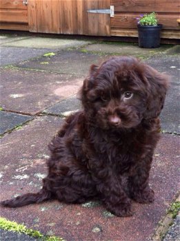 Chocolade Cockapoo-puppy's nu klaar. - 1