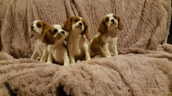 Cavalier King Charles Spaniel Puppies. - 1