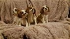 Cavalier King Charles Spaniel Puppies. - 1 - Thumbnail