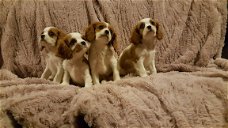 Cavalier King Charles Spaniel Puppies.
