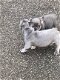 Zeer speciale Kc geregistreerde Franse bulldogpups. - 1 - Thumbnail