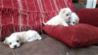 Prachtige stamboom Maltese Pups, Kc geregistreerd. - 1 - Thumbnail