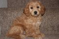 Schattige miniatuur Goldendoodle-puppy's beschikbaar! - 1 - Thumbnail