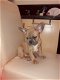 Franse Bulldog-pups - 1 - Thumbnail