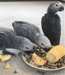 Mooie Afrikaanse grijzen voor nieuwe huizen