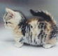 !!!!! Super mannelijke en vrouwelijke Bengaalse kittensss@................................... - 2 - Thumbnail