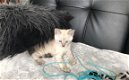 !! Schattig Bengaalse kitten beschikbaar................................................... - 1 - Thumbnail