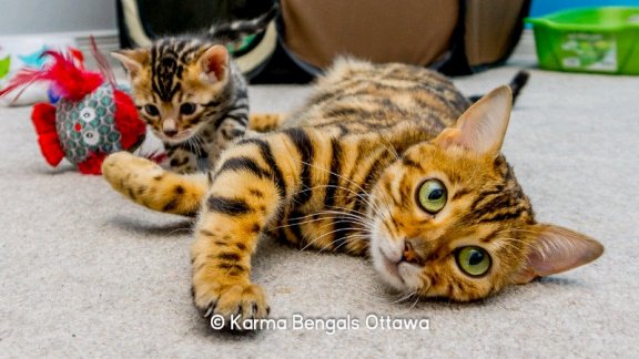 3 vrouwelijke 1 mannelijke Bengaalse kittens beschikbaar geï - 1