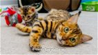 3 vrouwelijke 1 mannelijke Bengaalse kittens beschikbaar geï - 1 - Thumbnail