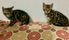 Mooie Bengaalse kittens - 1 - Thumbnail