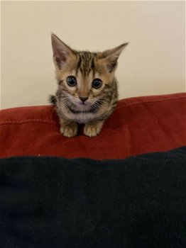 3 vrouwelijke 1 mannelijke Bengaalse kittens beschikbaar geï - 1