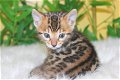 3 vrouwelijke 1 mannelijke Bengaalse kittens beschikbaar geï - 1 - Thumbnail