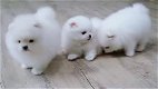 mooie Pommeren hond Pommeren puppies met stamboom - 1 - Thumbnail