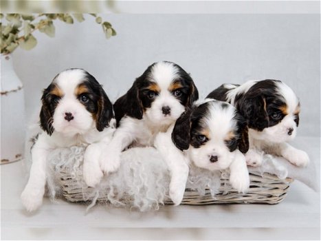 Cavalier King Charles-puppy's. - 1