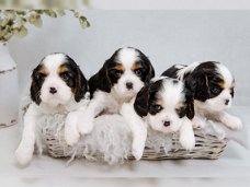 Cavalier King Charles-puppy's.