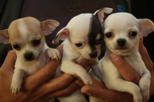 Schattige Chihuahua Pups Beschikbaar. - 1