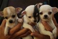 Schattige Chihuahua Pups Beschikbaar. - 1 - Thumbnail